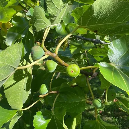 Chateau La Graviere 4*